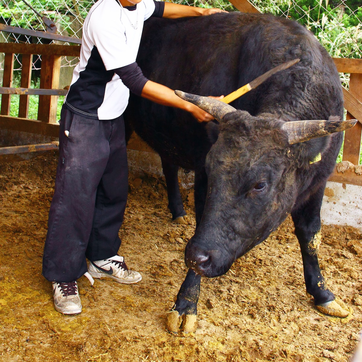 神石牛 神石高原町 観光ナビ