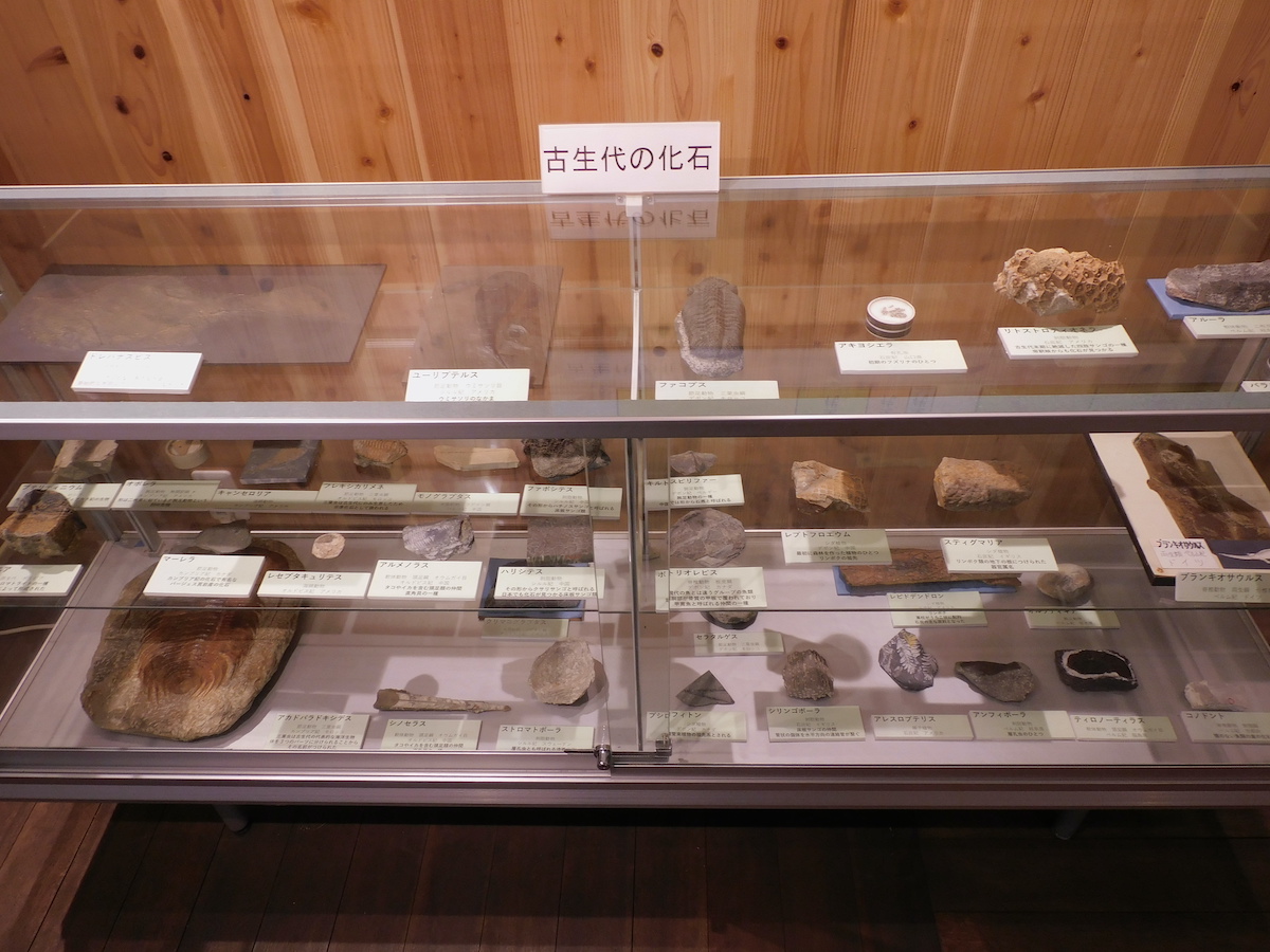 にしかわ化石館