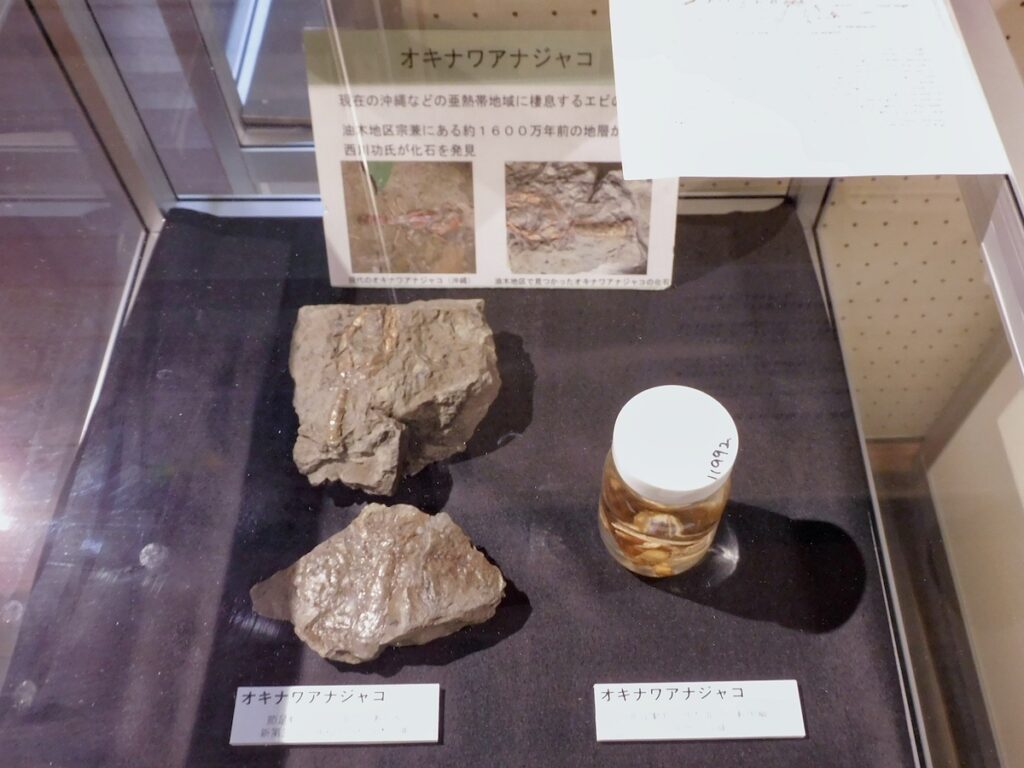 にしかわ化石館